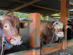 Jelang Iduladha, Ini Langkah Kementan Amankan Kesehatan Hewan Kurban*