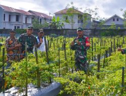 Mimika, Letkol Inf M. Slamet Wijaya, S.Sos., M.Han., M.A., melakukan peninjauan langsung ke lahan percontohan ketahanan pangan milik Kelompok Tani “Mandiri”,