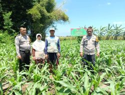 Polsek Balongbendo Perkuat Ketahanan Pangan
