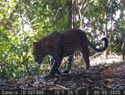 Perkuat Pelestarian Alam, Ekspedisi Macan Tutul Jawa TNI AD di Sanggabuana Catat Temuan Puluhan Satwa