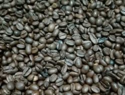 Inovasi Kopi Bandung: Kang Eman Buktikan Kualitas Kopi Ada di Tangan Petani