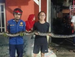 Damkar Kota Depok Evakuasi Ular 3,5 Meter Masuk Gorong-gorong di Margonda Beji