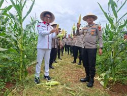 Panen Raya Jagung Serentak, Polres Metro Depok Sukses Kelola Lahan 4.000 Meter