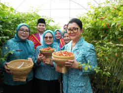 DKI Genjot Ketahanan Pangan, Panen Serentak Digelar di 807 Titik