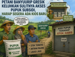 Petani Banyuurip Gresik Keluhkan Sulitnya Akses Pupuk Subsidi, Harap Segera Ada Kios Baru