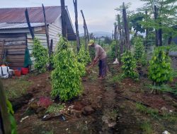 Kisah Tauri, Mantan Ojol Kini Sukses Jadi Petani Lada di Luwu Timur