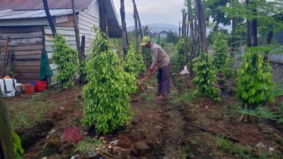 Kisah Tauri, Mantan Ojol Kini Sukses Jadi Petani Lada di Luwu Timur
