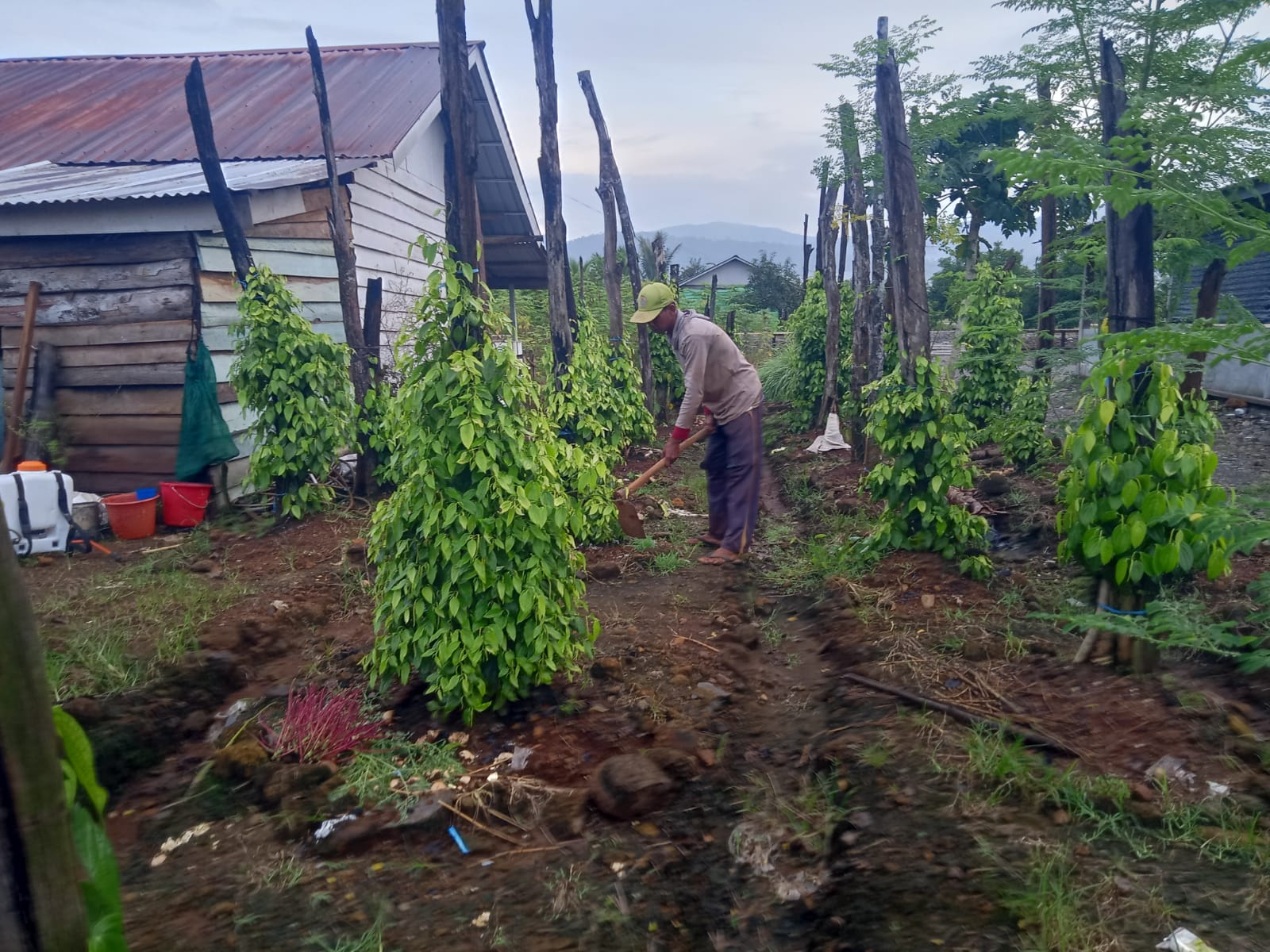 Kisah Tauri, Mantan Ojol Kini Sukses Jadi Petani Lada di Luwu Timur