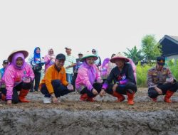 Jakarta Timur Tanam Jagung, Padi, dan Sayuran di 162 Lokasi, Target Panen Puluhan Ton