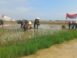 Semangat Kebersamaan Warnai Penanaman Padi TMMD Reguler ke-128 di Desa Godo