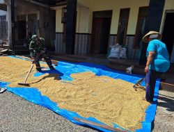 Kepedulian Satgas TMMD, Sertu Arifin Bantu Warga Jemur Padi di Desa Godo