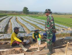 Satgas TMMD Kodim Pati Jalin Kedekatan dengan Petani di Lokasi Persawahan