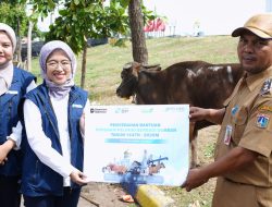 PT Pelindo Sinergi Lokaseva Salurkan 49 Hewan Kurban, Dukung Peternak Lokal dan Perkuat Kepedulian Sosial