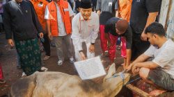 Kurban Warga Sukabumi Utara Meriah, Adang Daradjatun Sumbang Sapi