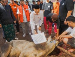 Kurban Warga Sukabumi Utara Meriah, Adang Daradjatun Sumbang Sapi