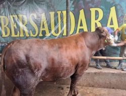 Jelang Idul Adha DKP3 Kota Depok Keliling ke Lapak-Lapak Periksa Hewan Kurban