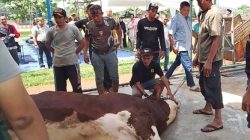 H. Abdul Satar Sumbangkan 11 Sapi Kurban Limosin Berat 1.5 Ton Kepada Masyarakat