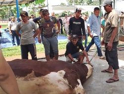 H. Abdul Satar Sumbangkan 11 Sapi Kurban Limosin Berat 1.5 Ton Kepada Masyarakat