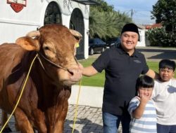 Irfan Januar: Sebarkan 10 Sapi Limosin Berbobot 1,2 Ton Kepada Warga Depok dan Sekitarnya
