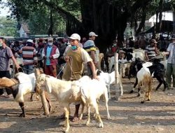 Transaksi Kurban Iduladha 2026 Diproyeksi Tembus Rp 26,8 Triliun, Jawa Masih Dominasi
