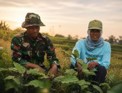 Kebersamaan di Lahan Terong, Petani Desa Godo Rasakan Dampak Nyata TMMD