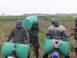 Manfaatkan Waktu Luang, Anggota Satgas TMMD Bantu Petani Angkat Gabah di Sawah
