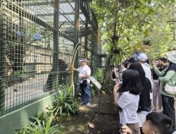 HUT ke-81 RI, Ragunan Gelar Feeding Gorila Bernuansa Kemerdekaan