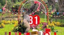 HUT ke-162 Ragunan, Gorila Komu Dapat Enrichment Rolling Barrel