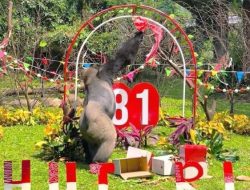 HUT ke-162 Ragunan, Gorila Komu Dapat Enrichment Rolling Barrel