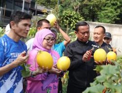 Munjirin Panen Golden Melon Hasil Urban Farming di Lahan Tidur Rawamangun
