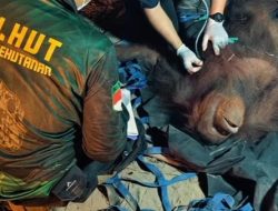 Orang Utan Novita Diselamatkan dari Karhutla, Jadi Pengingat Pentingnya Menjaga Satwa Liar