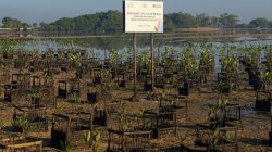 HLN ke-81, PLN UIP2B Jamali Hadirkan Lingkungan yang Lebih Hijau dan Lestari